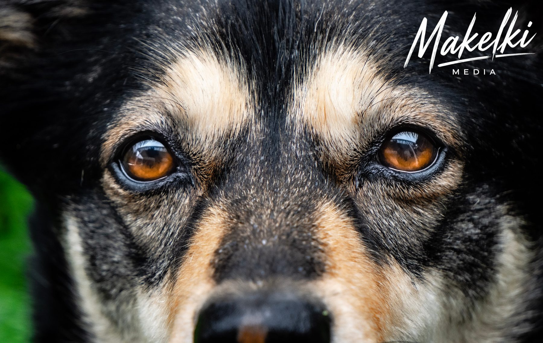 Hund-Portrait, Aufnahme von Makelki Media